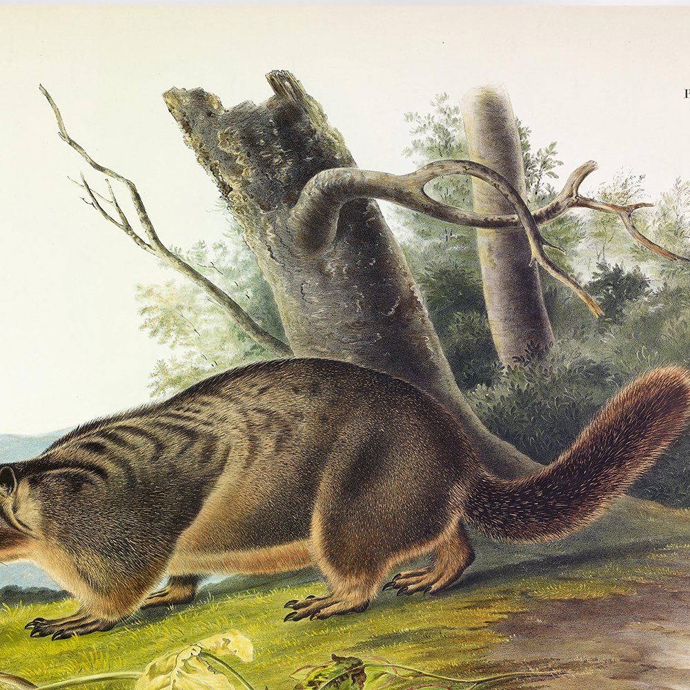 Brown or Norway Rat - Plate 54 — Audubon Art Prints